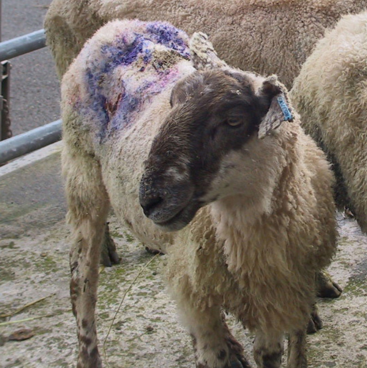 The damage caused by blowfly strike can be extensive. Even with effective treatment, it takes time for wounds to heal, fleece to grow back and condition to be restored.