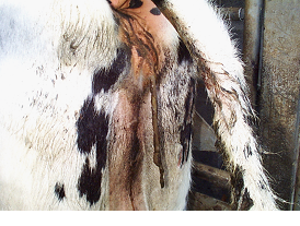 Leptospirosis in cattle