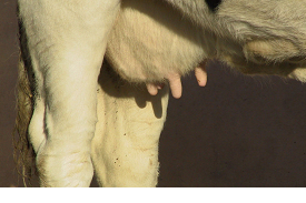 Leptospirosis can cause milk drop
