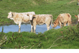 Leptospirosis