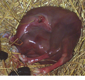 Leptospirosis
