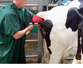 Leptospirosis