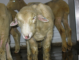 Bluetongue virus in sheep