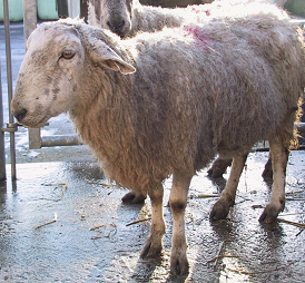 Bluetongue virus in sheep