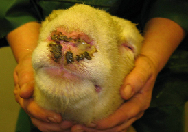Bluetongue virus in sheep