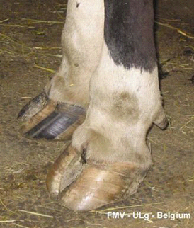Bluetongue virus in sheep