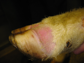 Bluetongue virus in cattle