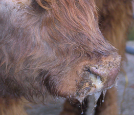 Bluetongue virus in cattle