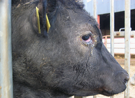 Bluetongue virus in cattle