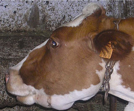 Bluetongue virus in cattle