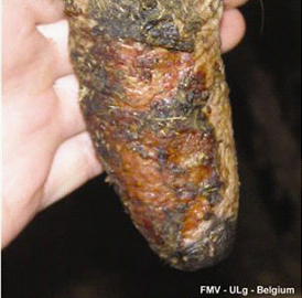 Bluetongue virus in cattle