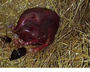 Cattle medicines