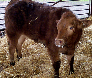 Cattle medicines