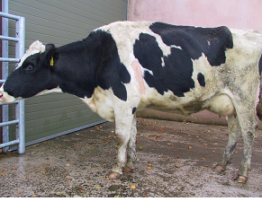 Cattle medicines