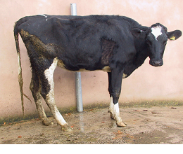 Cattle medicines