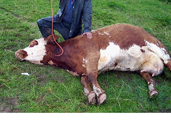 Cattle medicines