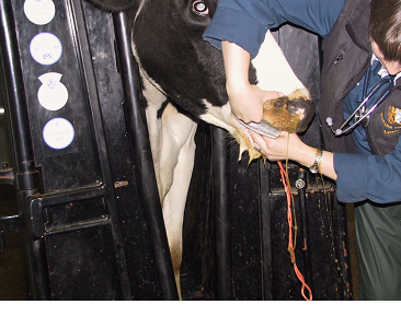 Cattle medicines