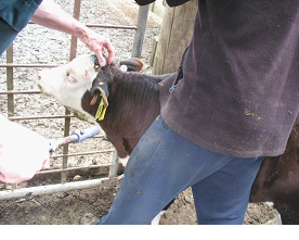 Disbudding calves