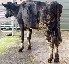 Johne's disease (paratuberculosis)