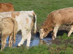 Johne's disease (paratuberculosis)