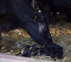 Johne's disease (paratuberculosis)