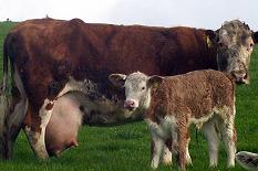 Johne's disease (paratuberculosis)