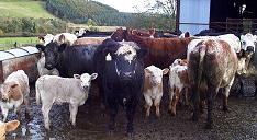 Johne's disease (paratuberculosis)