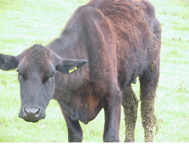 Liver fluke - Weight loss and chronic diarrhoea