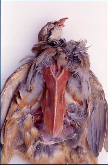 GB Spironucleosis Fig 1