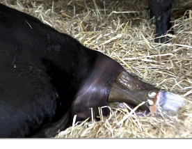 Calving basics
