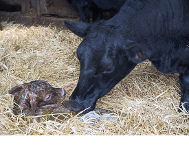 Calving basics