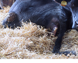 Calving basics
