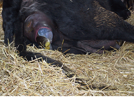 Calving basics