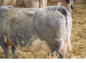 Calving basics