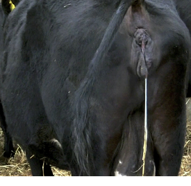 Calving basics