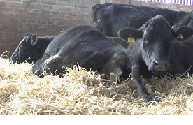 Calving basics