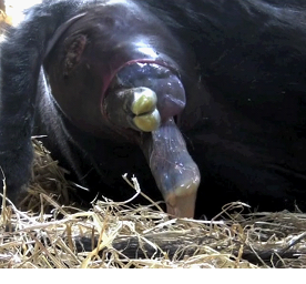 Calving basics