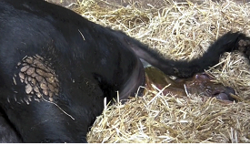 Calving basics