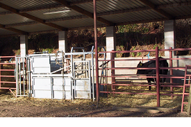 Calving basics