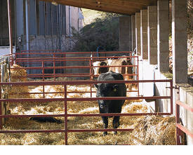 Calving basics