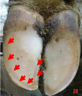 White line lesions