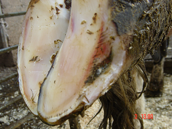 White line lesions