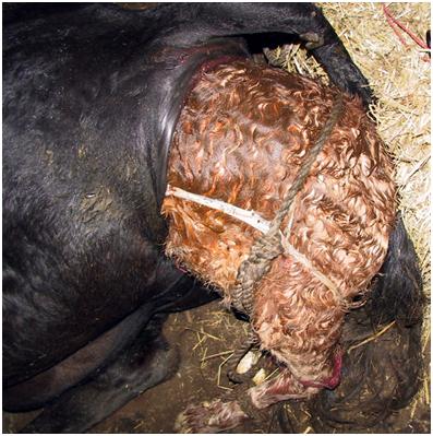 Calving complications
