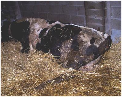 Calving complications