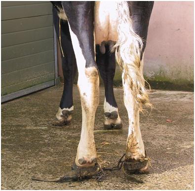 Calving complications