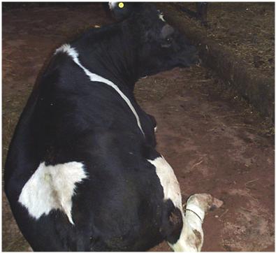 Calving complications