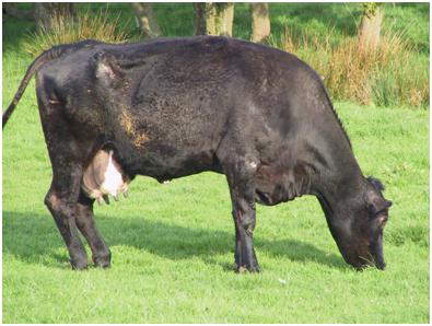 Calving complications