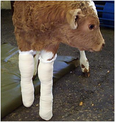 Calving complications