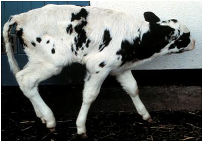 Calving complications