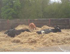 Cow comfort